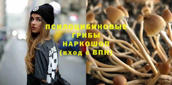 прущие грибы Аркадак